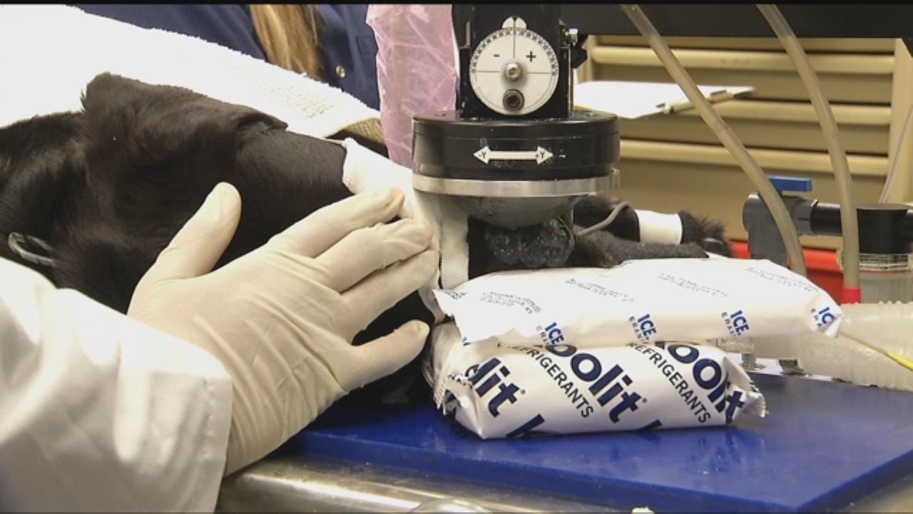 OSU Helping Dogs With New Cancer Treatment Technology