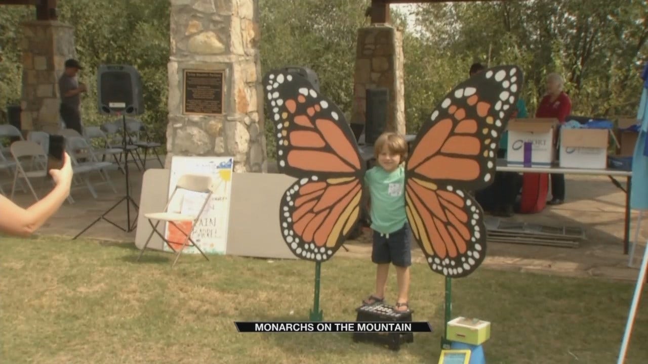Monarchs Take Over Turkey Mountain