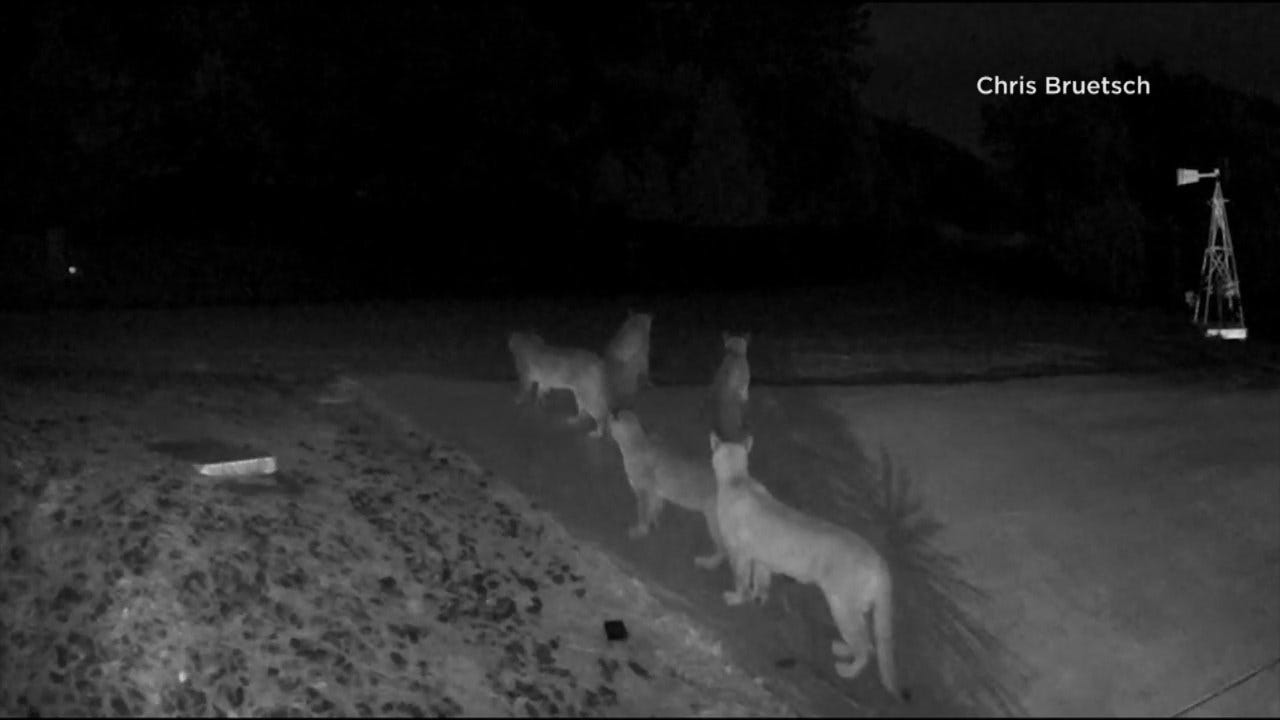 Rare Video Shows 5 Mountain Lions Together In California