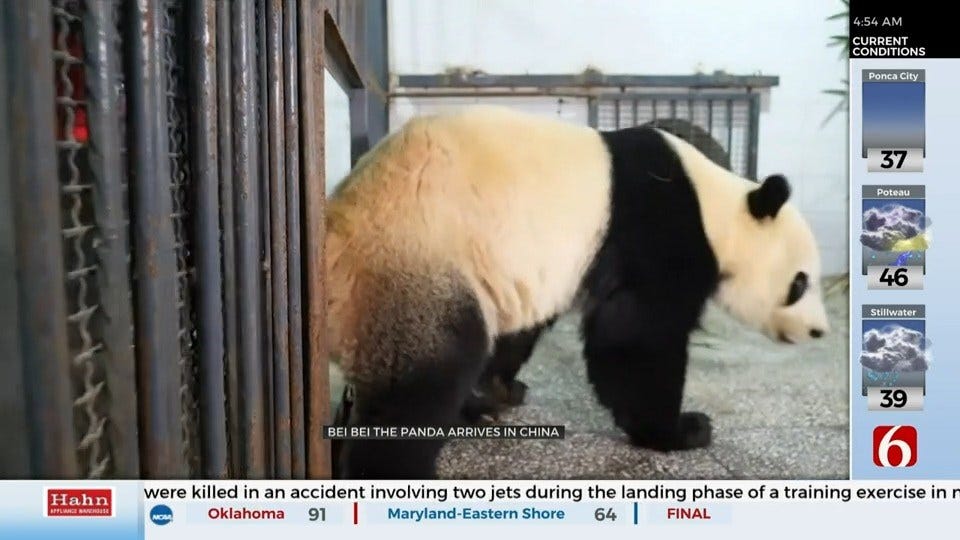 Bei Bei Arrives At New Home In China
