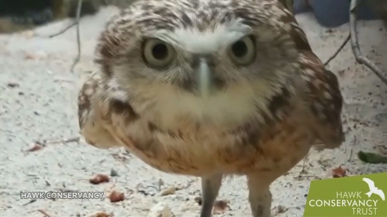 WATCH: Owl Find 'Hidden' Camera, knock It Over