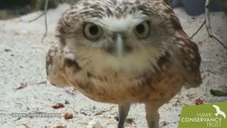 owl hidden camera