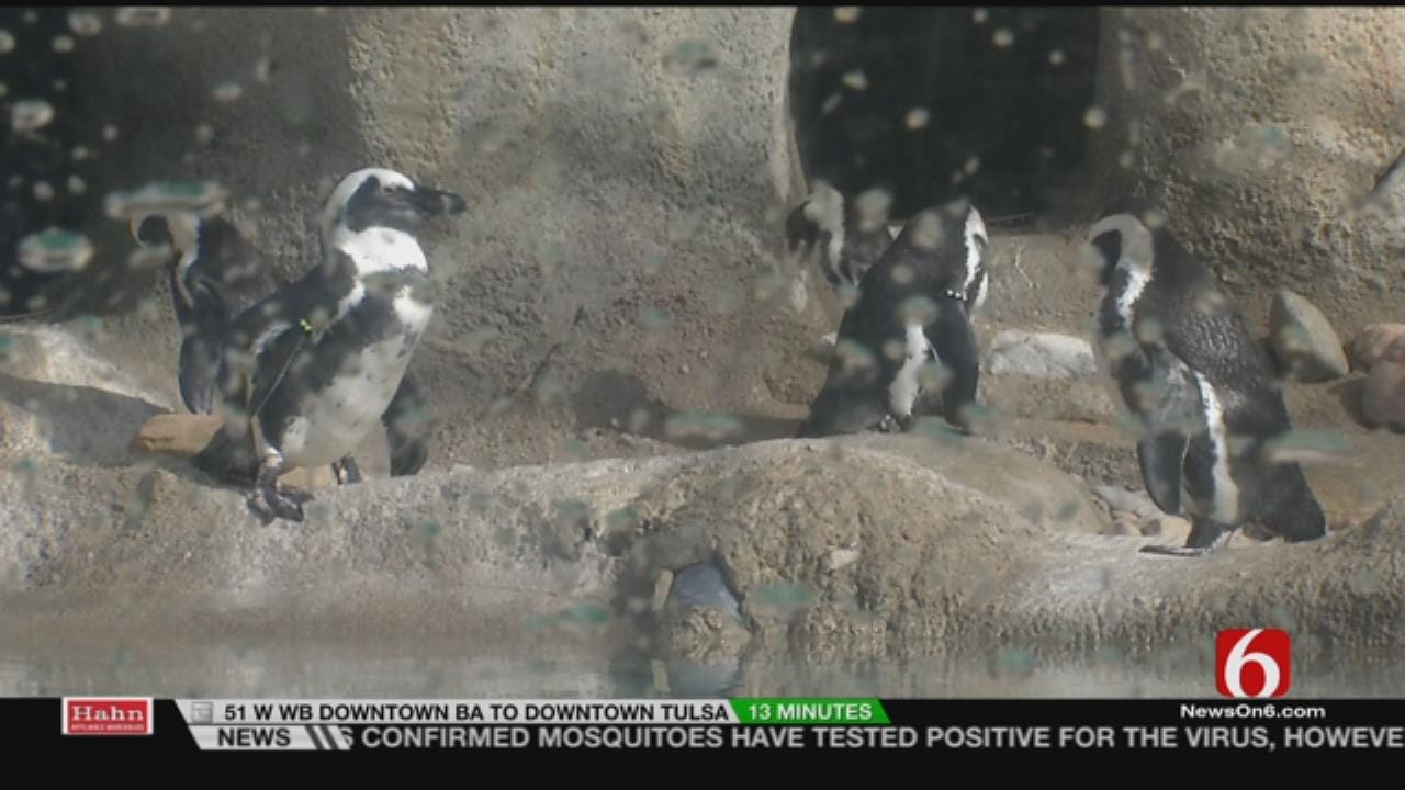 Wild Wednesday: Tulsa Zoo: Penguin Kickstarter Project