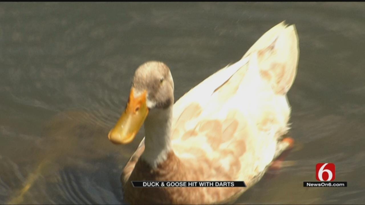 Injured Goose, Duck Recovering After Being Shot With Darts