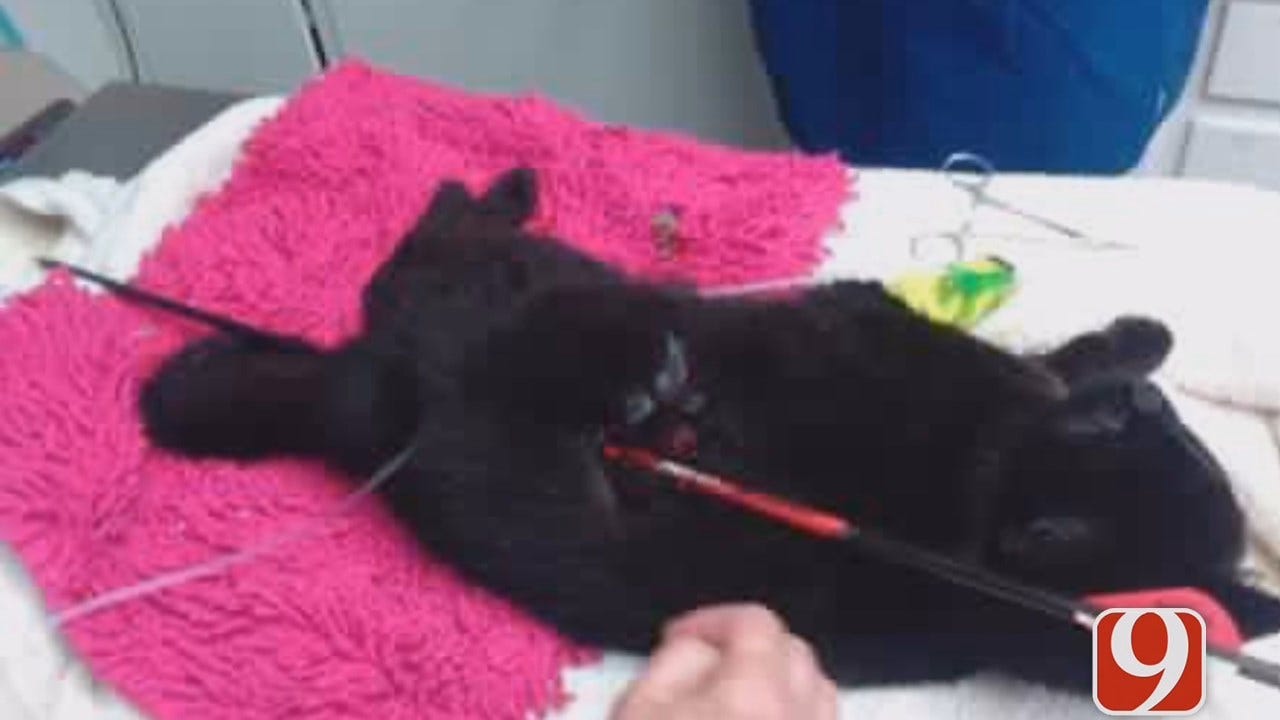 WEB EXTRA : Chris Gilmore Updates On Cat Shot With Bow And Arrow