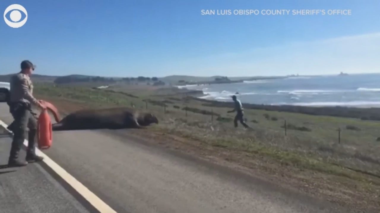 California Deputies Help Elephant Seal Go Back To Ocean