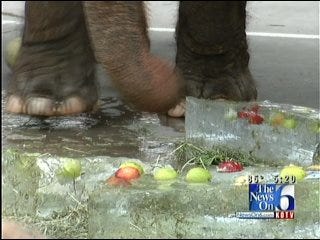 'Ringling' Elephants Get Relief From Green Country Heat