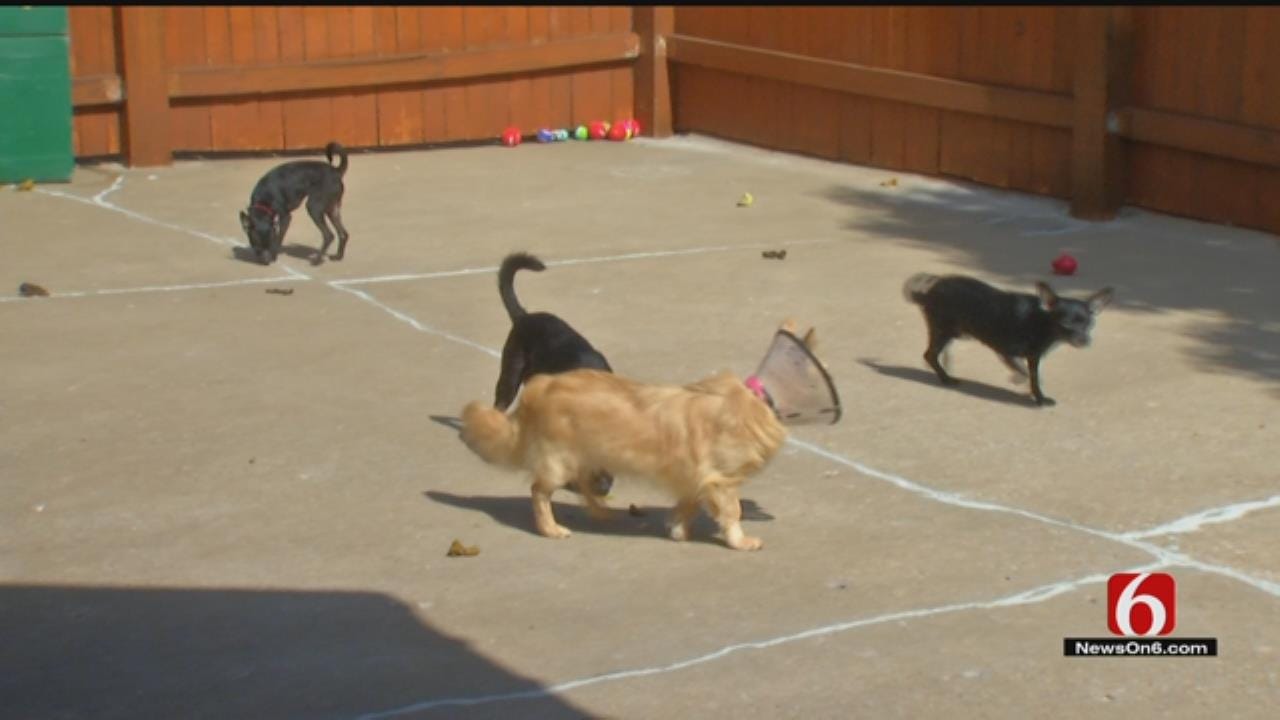 Over 50 Chihuahuas Seized From Tulsa Home