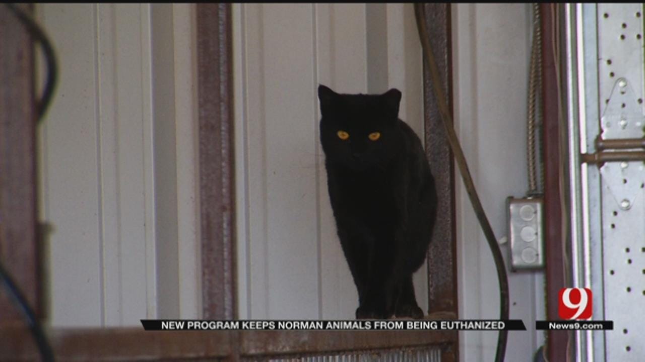 Barn, Shop Owners Needed For Norman Cat Program