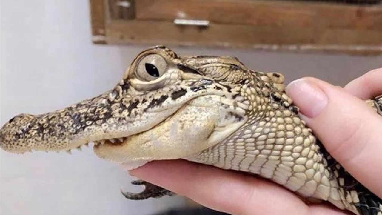 Petrie The Alligator Stolen From Hochatown Wildlife Rescue Center