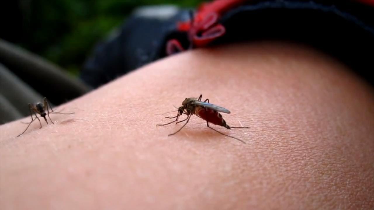 Medical Minute: Protecting Ourselves From Mosquito-Borne Viruses