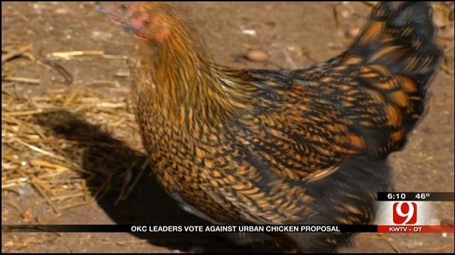 OKC Blocks Proposal Allowing Most Citizens To Have Chickens