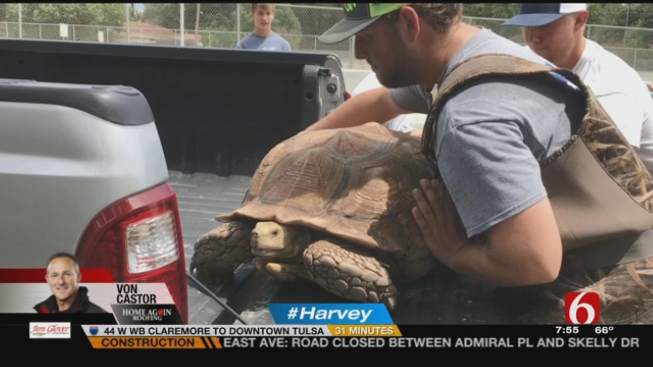 200-Pound Tortoise Rescued From Flooded Houston Home