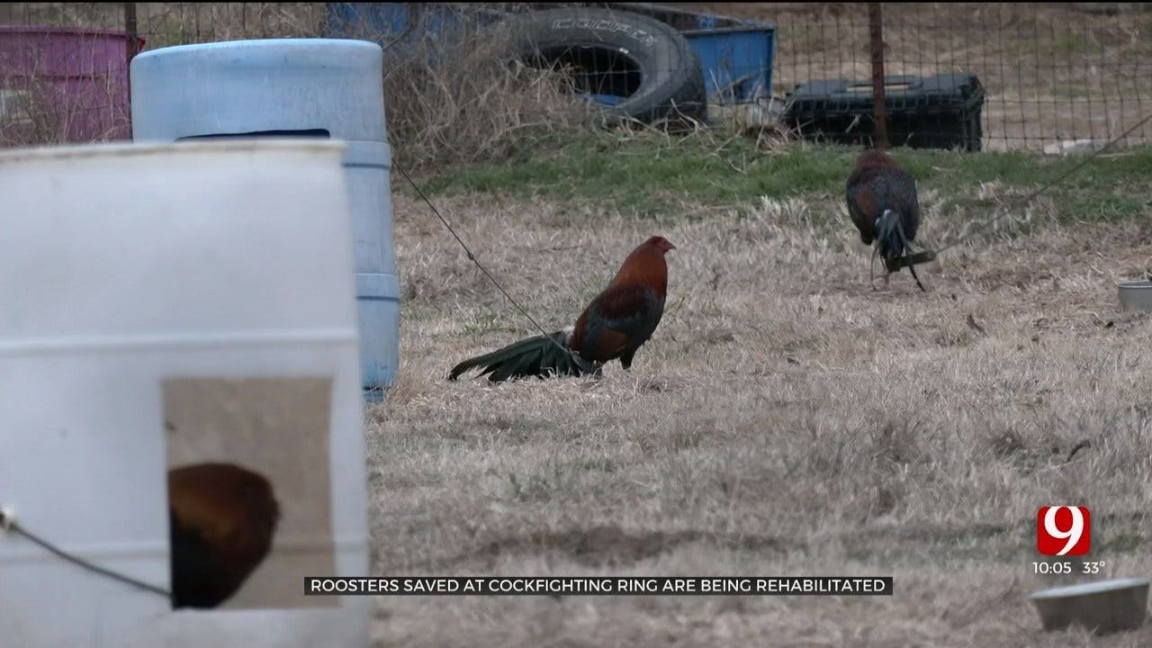 Oklahoma Nonprofit Works To Save Animals Seized In Lincoln Co. Cockfighting Ring