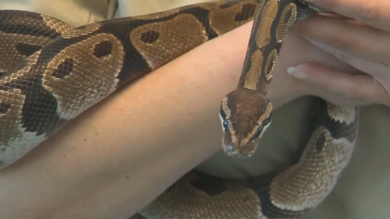 Shelter Asks People To Adopt A Pet...Snake