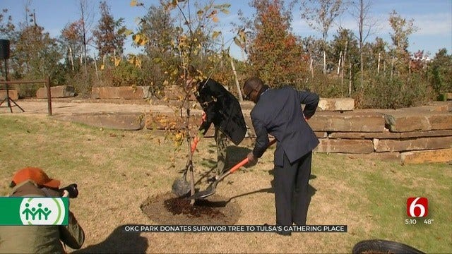 OKC Survivor Tree Finds New Home At Tulsa's Gathering Place