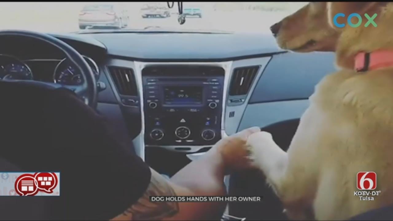 Something To Talk About: Front Seat Dog