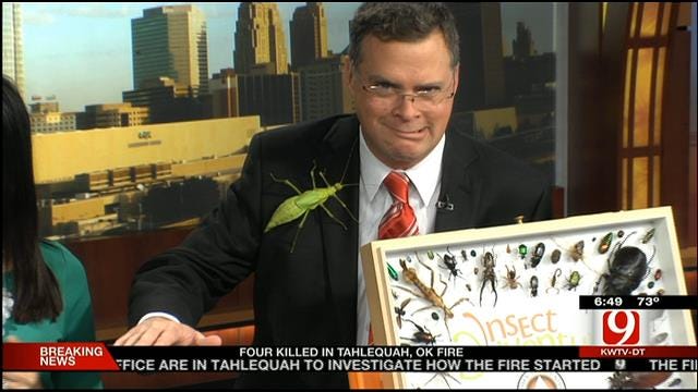 Giant Insects Invade News 9 Studio Friday Morning