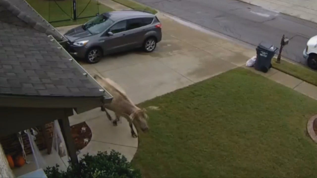 WEB EXTRA: Jenks Home Security Video Of Unusual Visitor