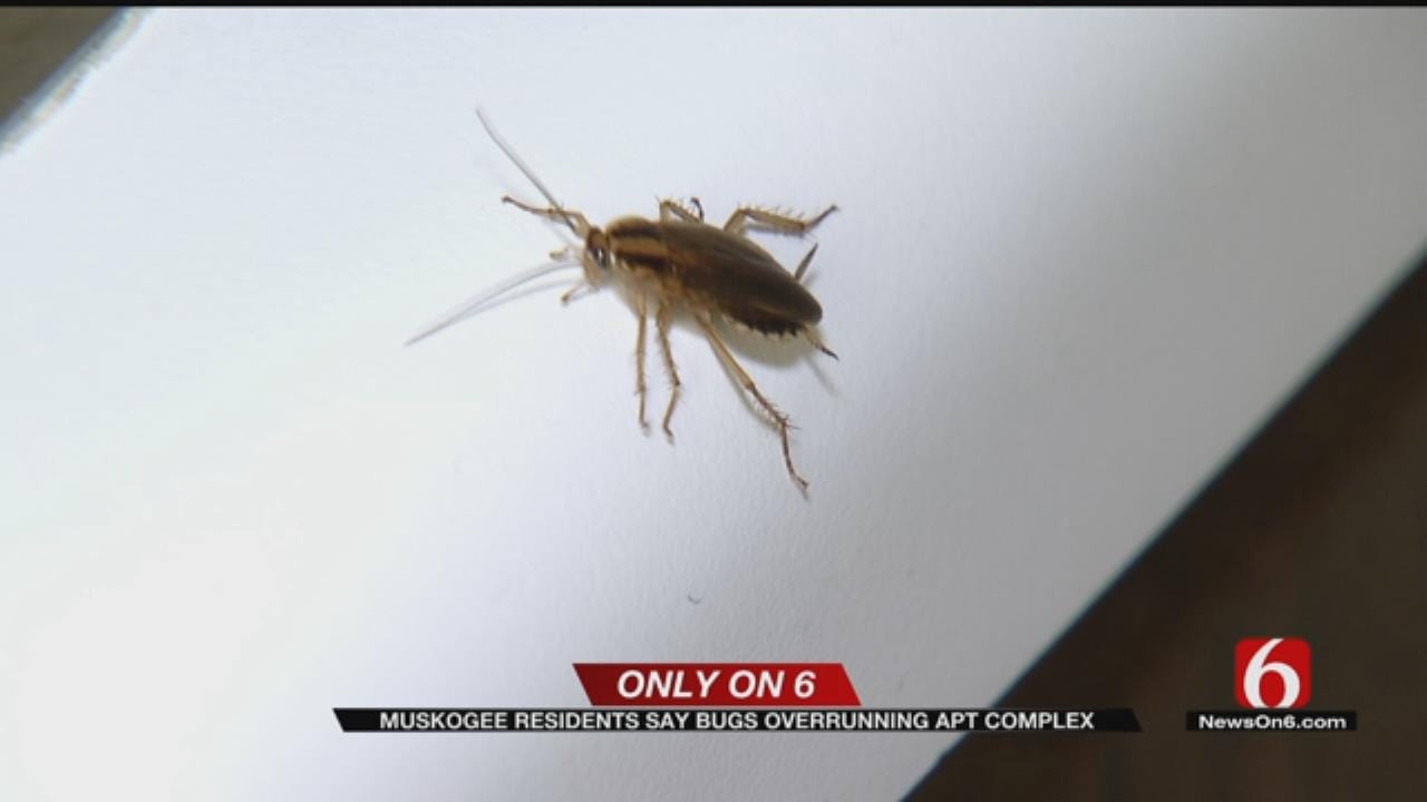 Muskogee Apartment Complex Infested With Bugs, Tenant Says