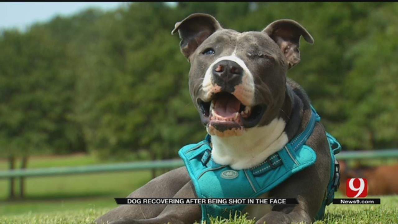 Pit Bull Shot In Face Now Recovering, Gearing Up For Adoption
