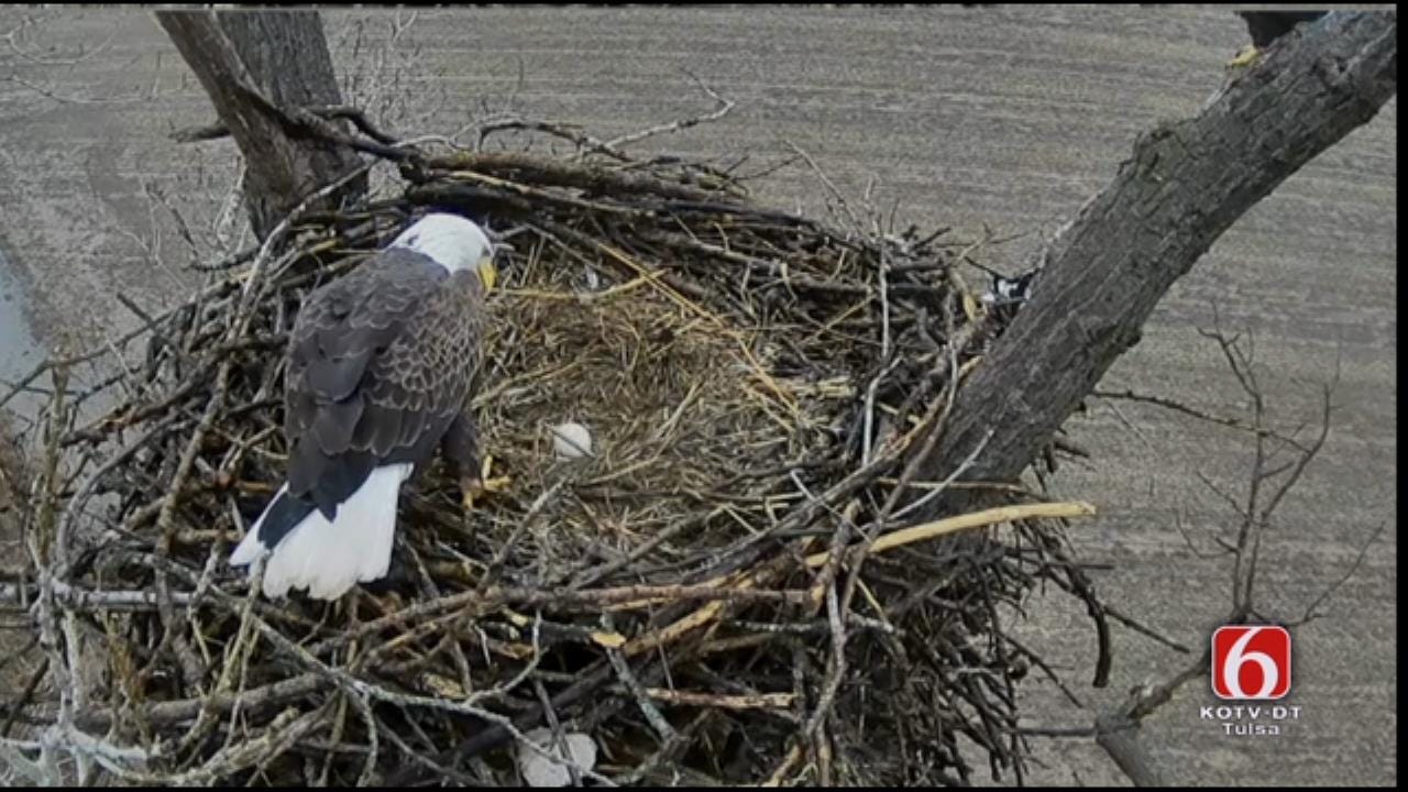 Eagles Trade Places On Nest Near Vian, Oklahoma
