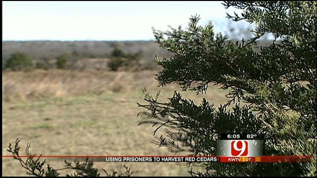 OK Rep. Hatches Plan To Eradicate Flammable Eastern Red Cedar