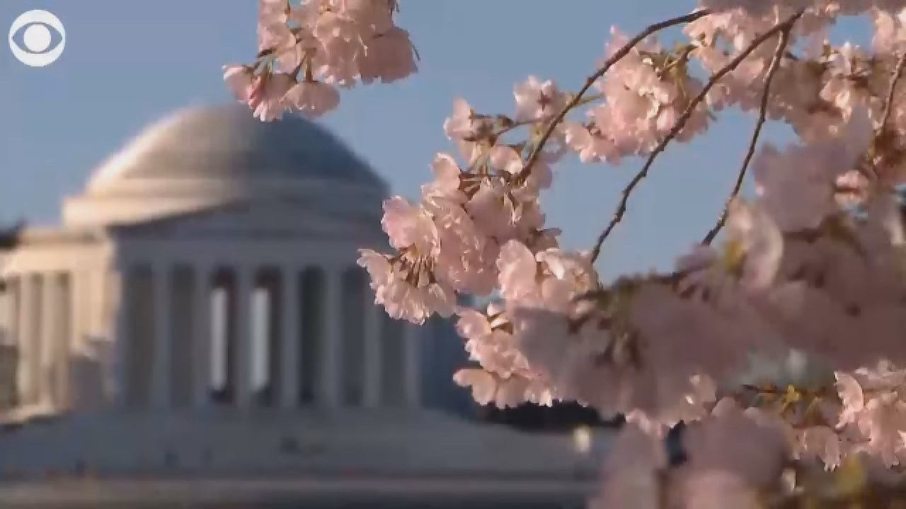 WATCH: The Japanese Cherry Blossoms Take Full Bloom In DC