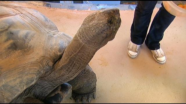 Tulsa Zoo Gives 100-Year-Old Tortoise Big Send-Off