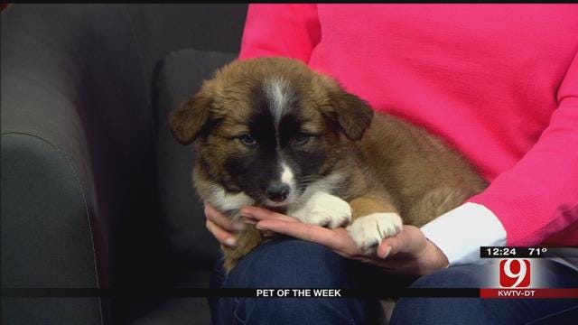 Pet Of The Week: Meet Sookie