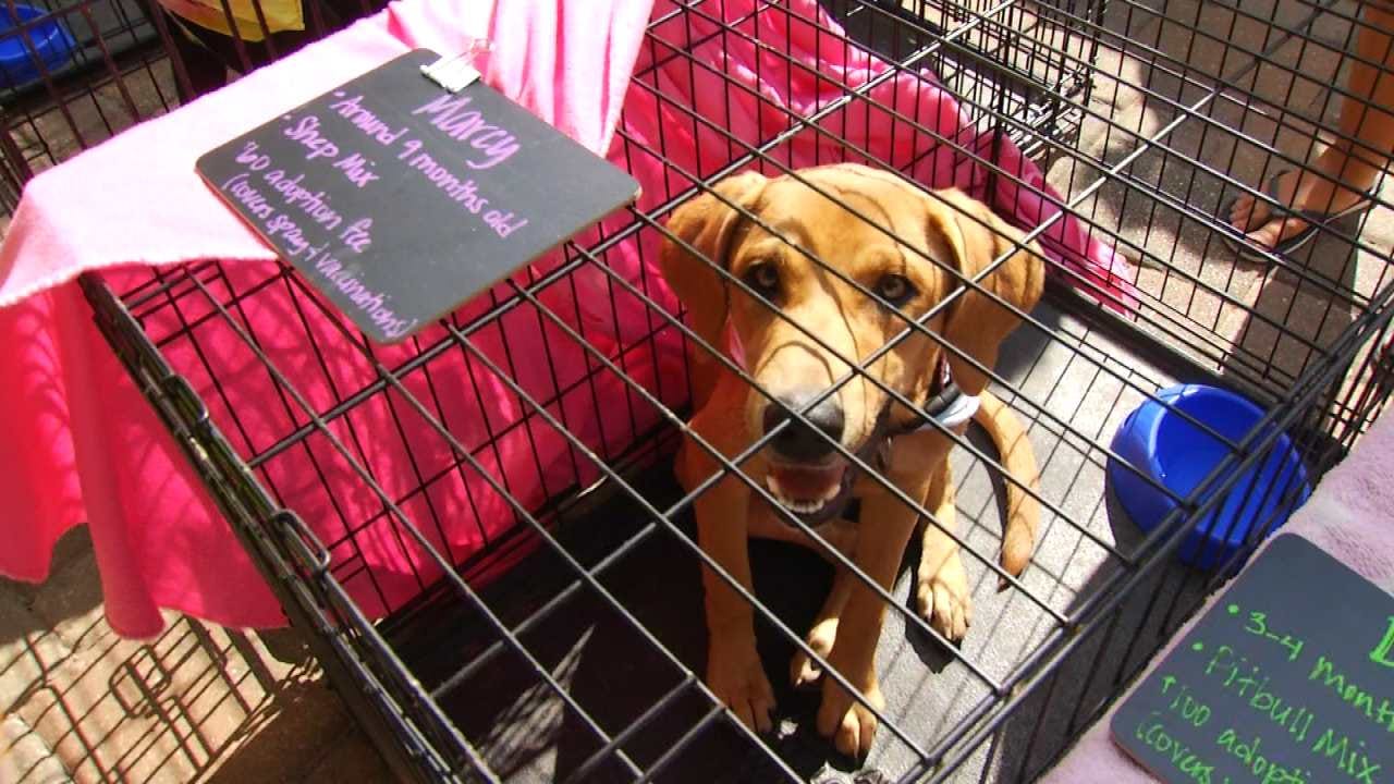 Animal Rescue Groups United For Woofstock In Jenks
