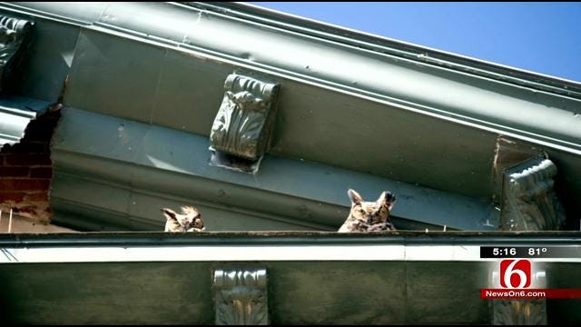 Great Horned Owls Make Osage County Courthouse New Home