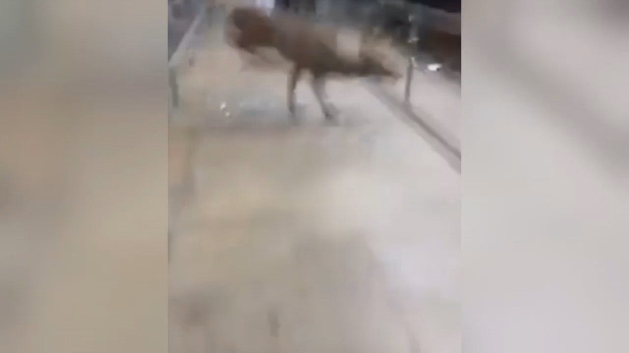 WEB EXTRA: Video Of Deer Crashing Through Window Of Stillwater Store
