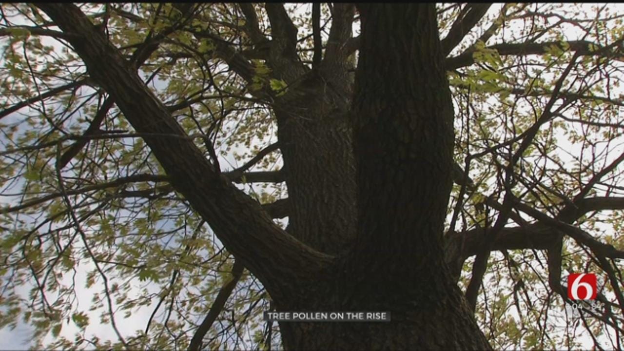 Tree Pollen On The Rise In Oklahoma