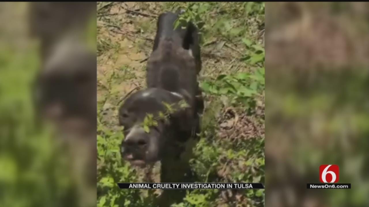 Animal Rescue Group Discovers Gruesome Scene In Tulsa Backyard