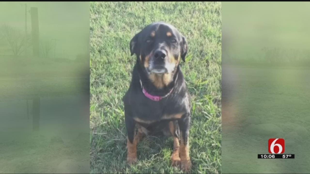 Rogers County Deputies Investigating After Dog Shot, Killed