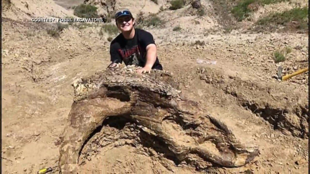 College Student Discovers 65 Million-Year-Old Triceratops Skull In North Dakota