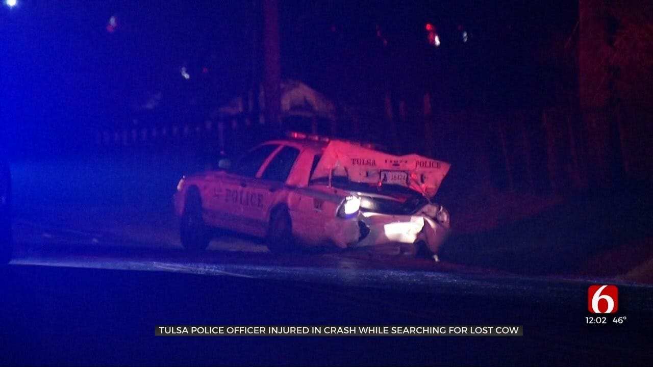 Tulsa Officer Searching For Lost Cow Hit By Suspected DUI Driver