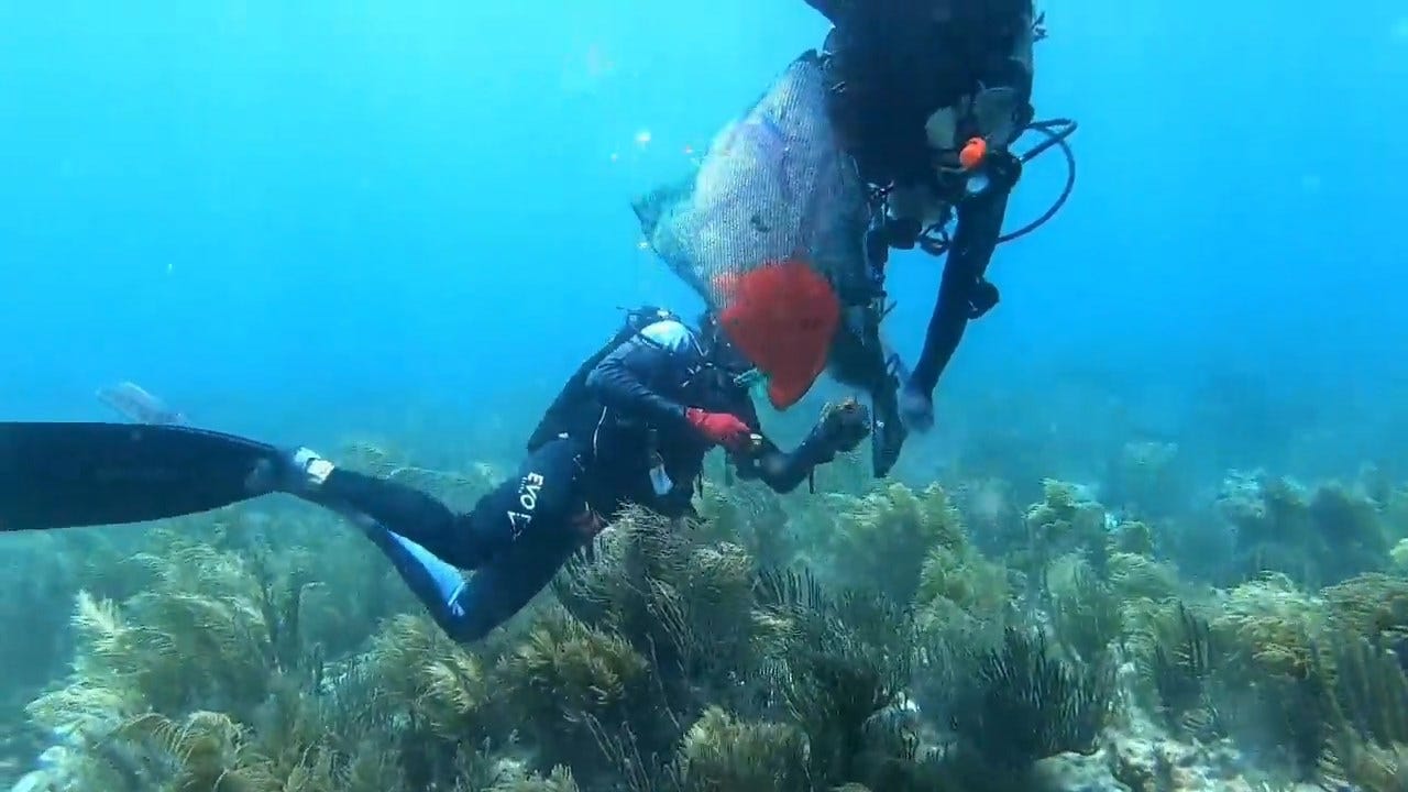 Scientists Race To Save Gulf Coast Coral Ravaged By Mysterious Underwater Disease