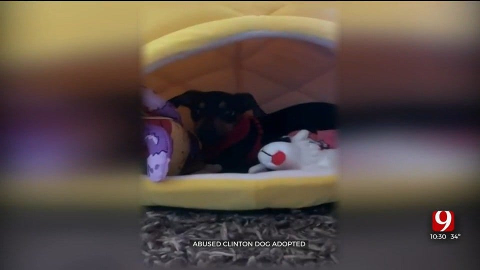 WATCH: Abused Clinton Puppy Finds Forever Home