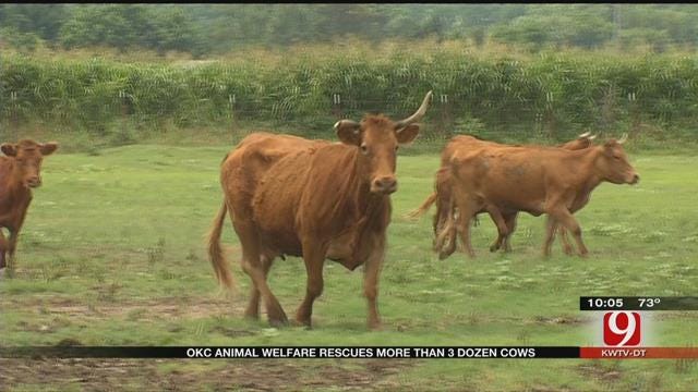 OKC Animal Welfare Rescues More Than 3 Dozen Cows