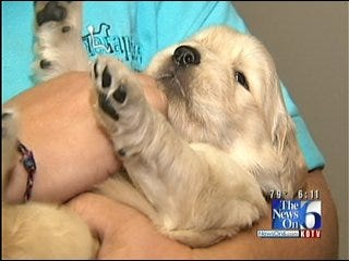 Tulsa Organization Looking For Families To Help Train Service Dogs