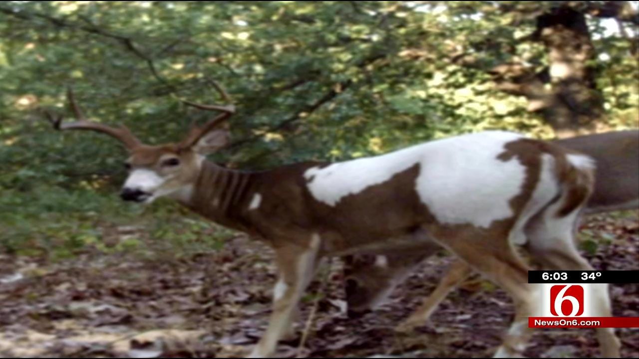 Oklahoma Man Pleads No Contest To Killing Rare Deer