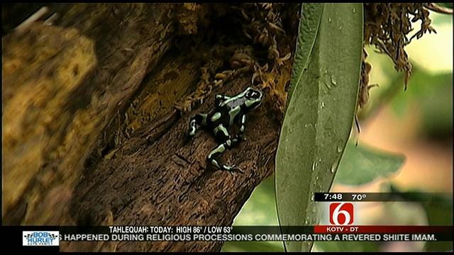 Wild Wednesday: Poison Tree Frogs