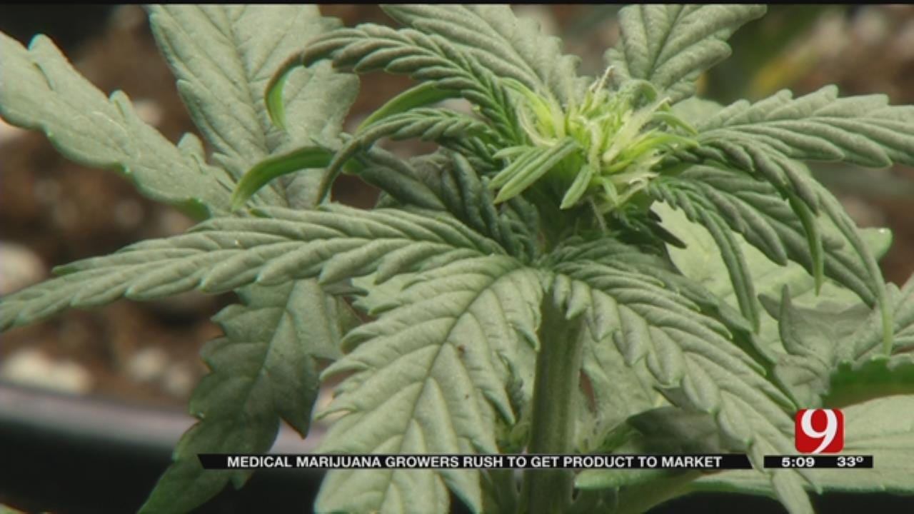 Medical Marijuana Growers Rush To Get Product To Market