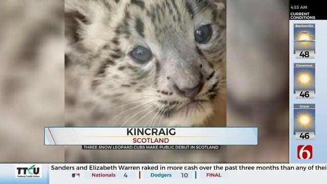WATCH: Snow Leopard Cubs Make Debut