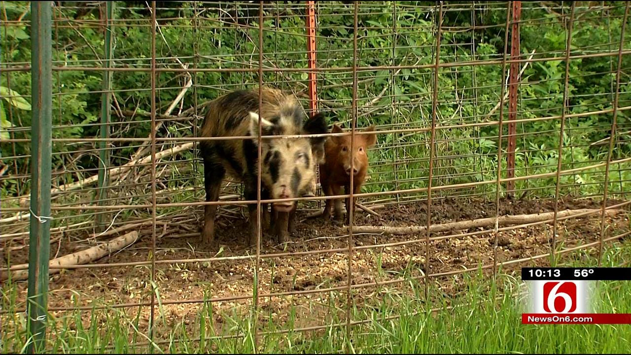 Running Wild: Feral Hog Problem Growing In Oklahoma