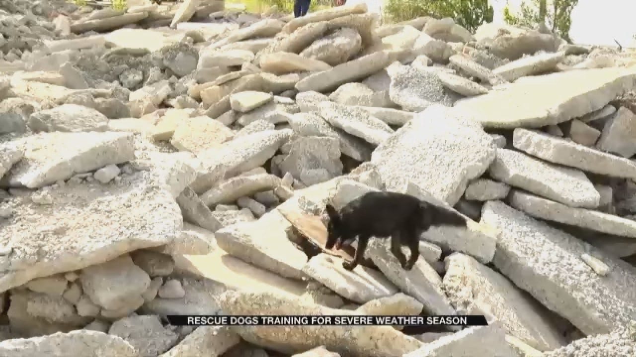 Oklahoma Search And Rescue Dogs Prepare For Severe Weather