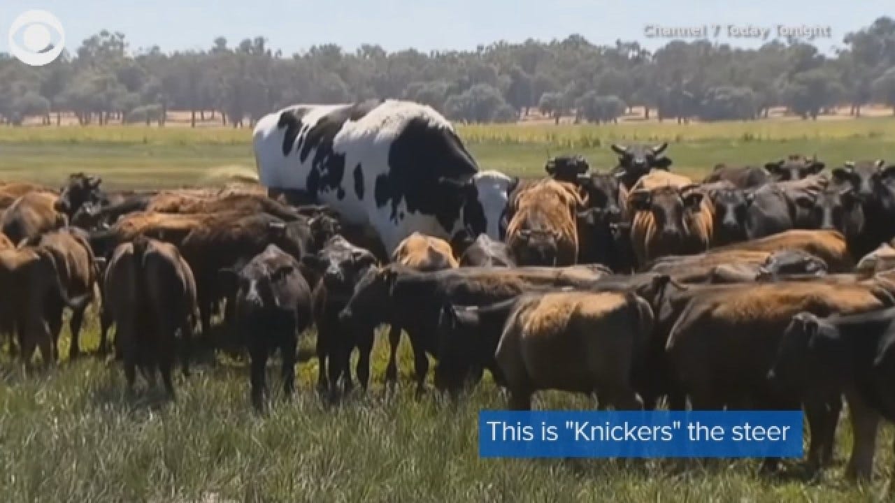 HOLY COW: 'Knickers' The Giant Steer