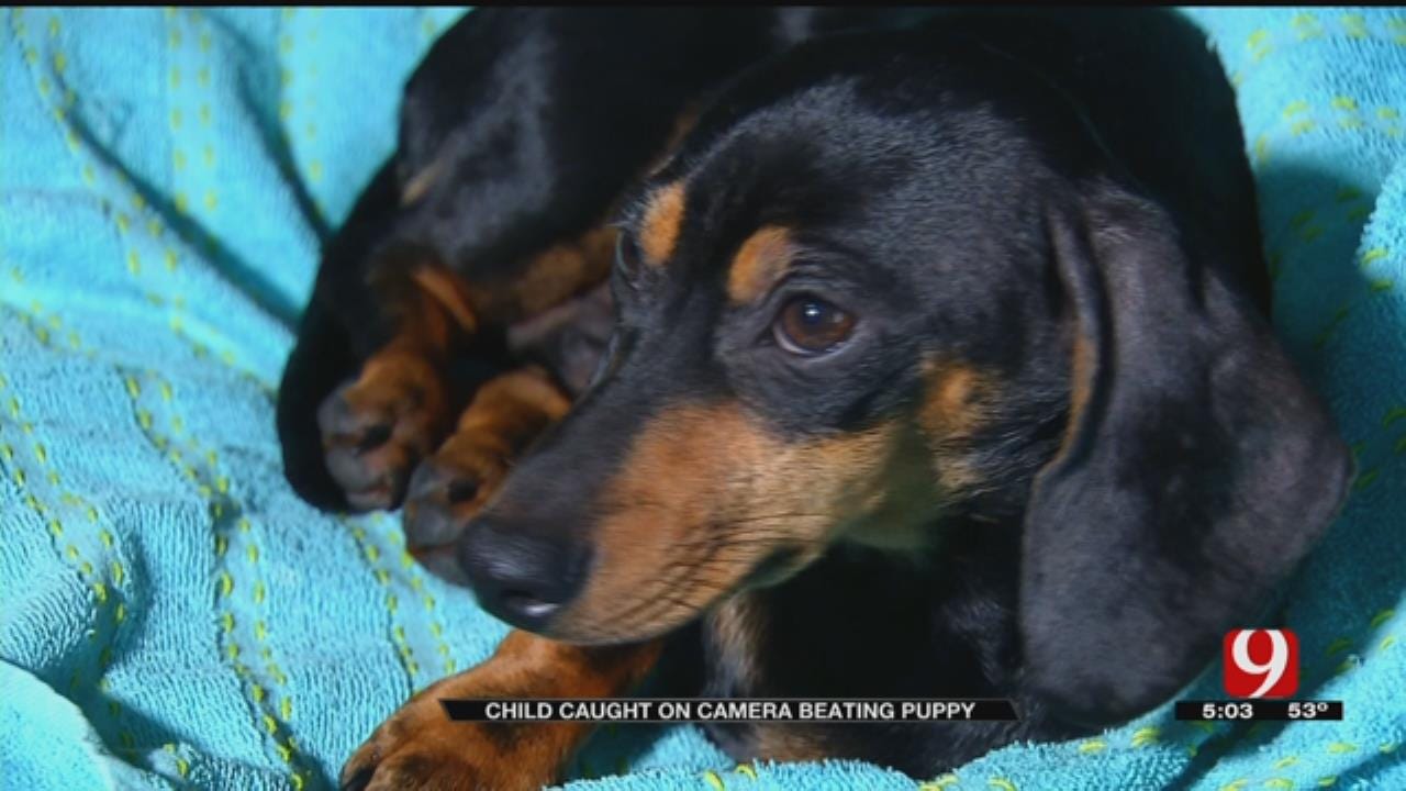 Child Caught On Camera Beating, Throwing Family's Puppy In